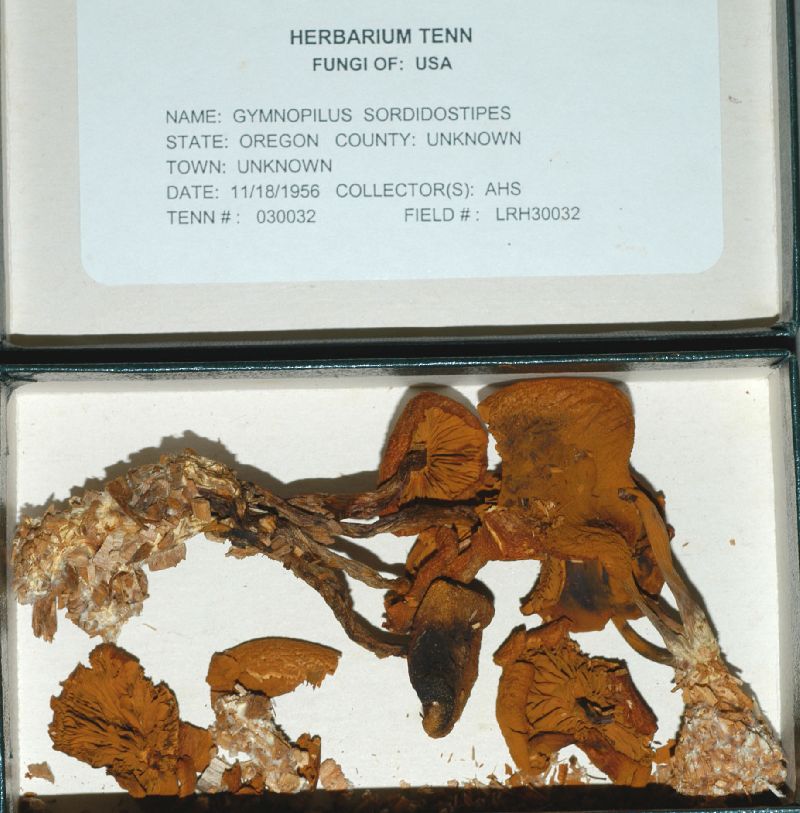 Gymnopilus sordidostipes image