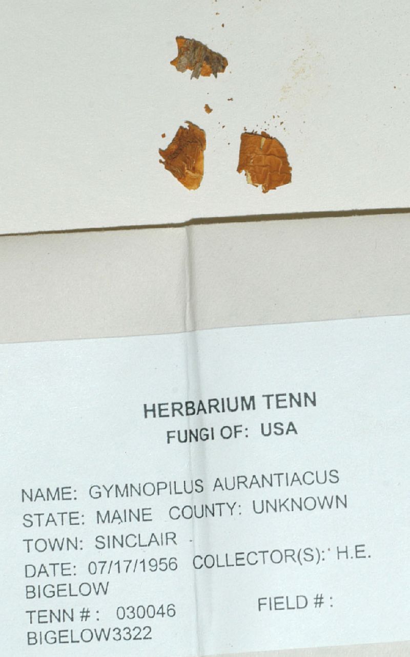 Gymnopilus aurantiacus image