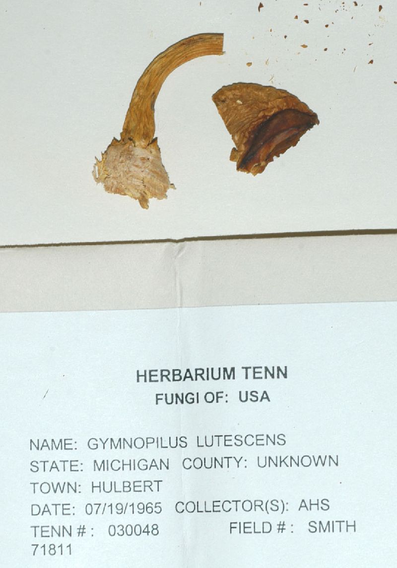 Gymnopilus lutescens image