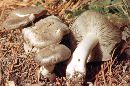 Tricholoma terreum image