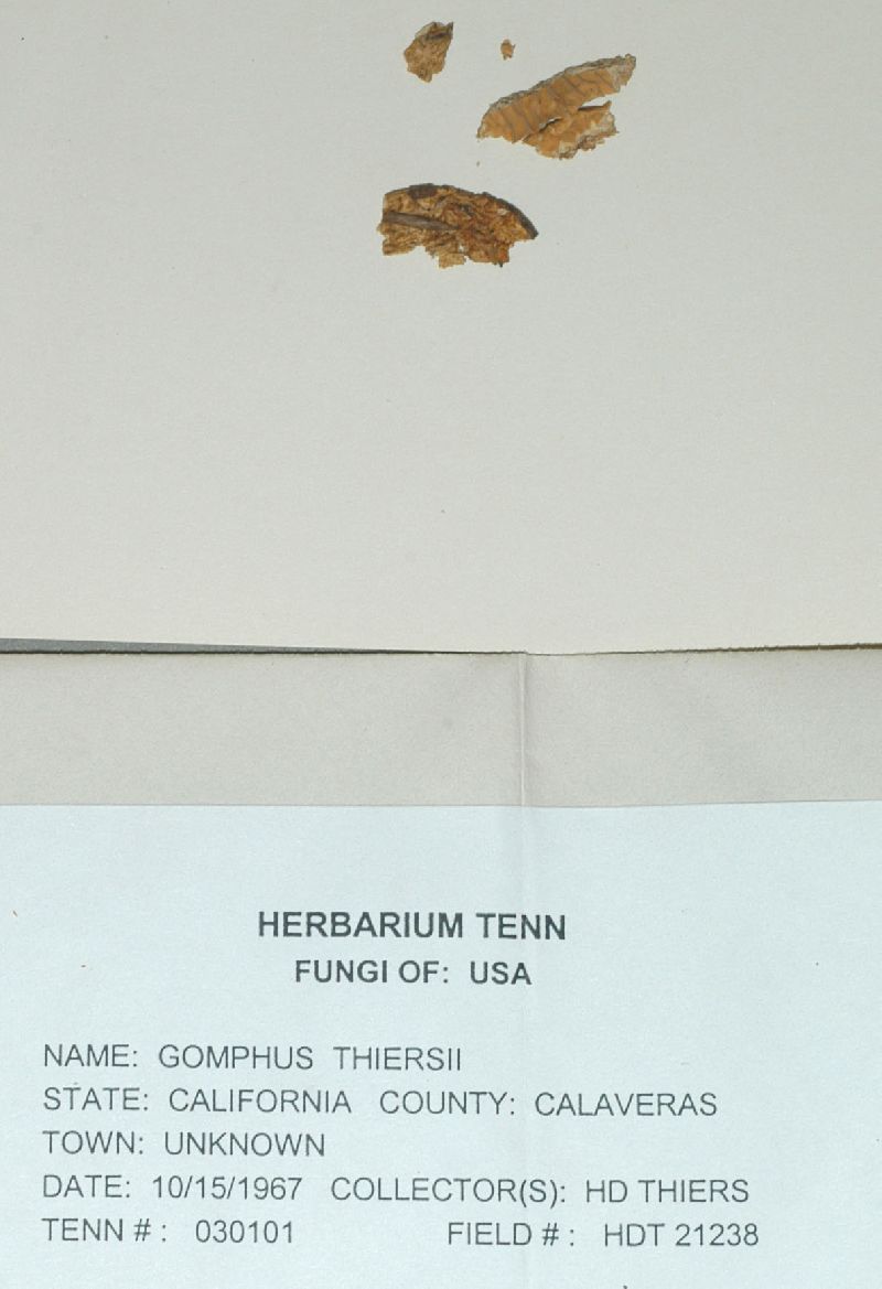 Gomphus thiersii image