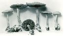 Agrocybe amara image