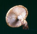 Lactarius scrobiculatus image