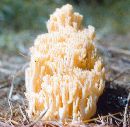 Ramaria formosa image