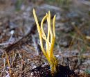 Clavulinopsis fusiformis image