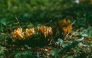 Ramaria abietina image