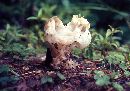 Clavulinopsis fusiformis image