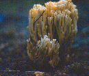 Ramaria botrytis image