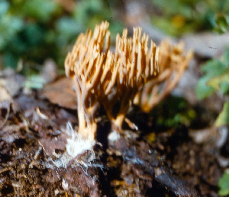 Ramaria murrillii image