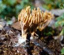 Ramaria murrillii image