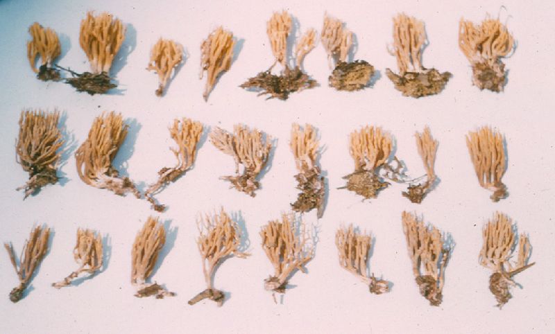 Ramaria murrillii image