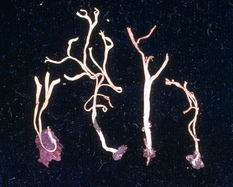 Clavulinopsis rufipes image