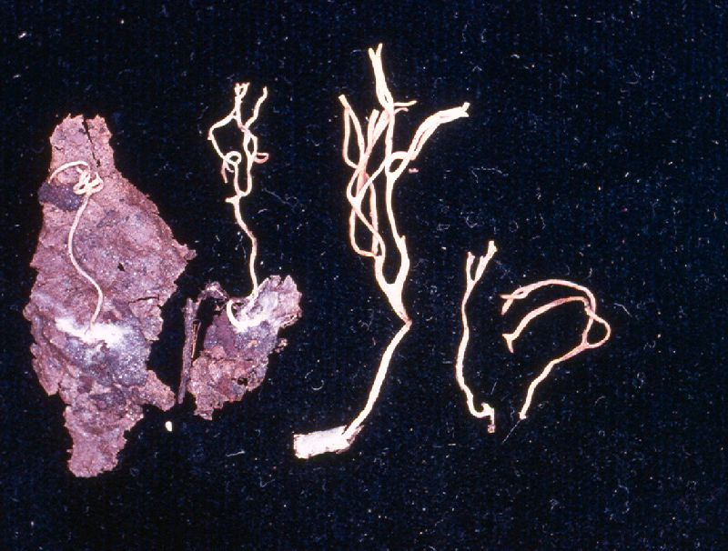 Clavulinopsis rufipes image