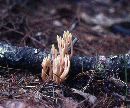 Ramaria abietina image