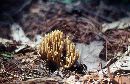 Ramaria abietina image