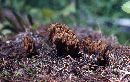 Ramaria abietina image