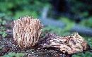 Ramaria formosa image