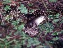 Ramaria subbotrytis image