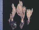 Ramaria suecica image