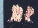 Ramaria conjunctipes image