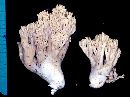 Ramaria fennica image