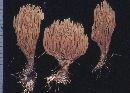 Ramaria abietina image