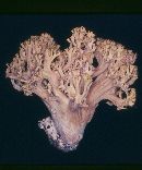 Ramaria obtusissima image