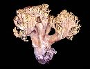 Ramaria obtusissima image