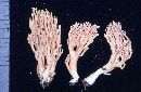 Ramaria gracilis image