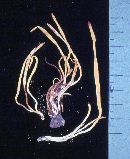 Clavulinopsis fusiformis image