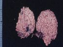 Clavulinopsis fusiformis image