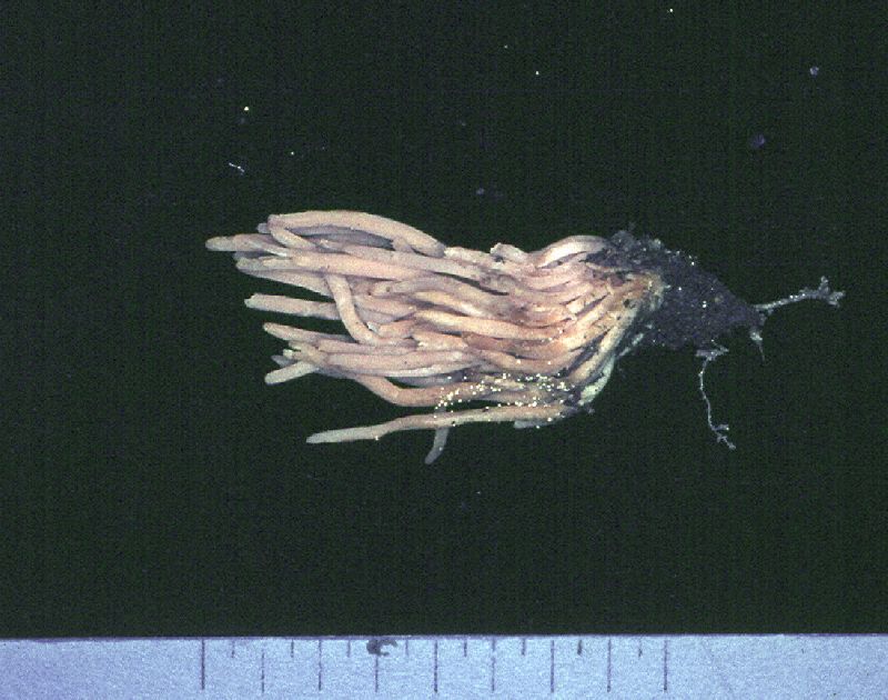 Clavaria incarnata image