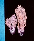 Ramaria versatilis image