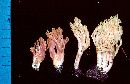 Clavulina coralloides image