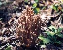 Ramaria secunda image