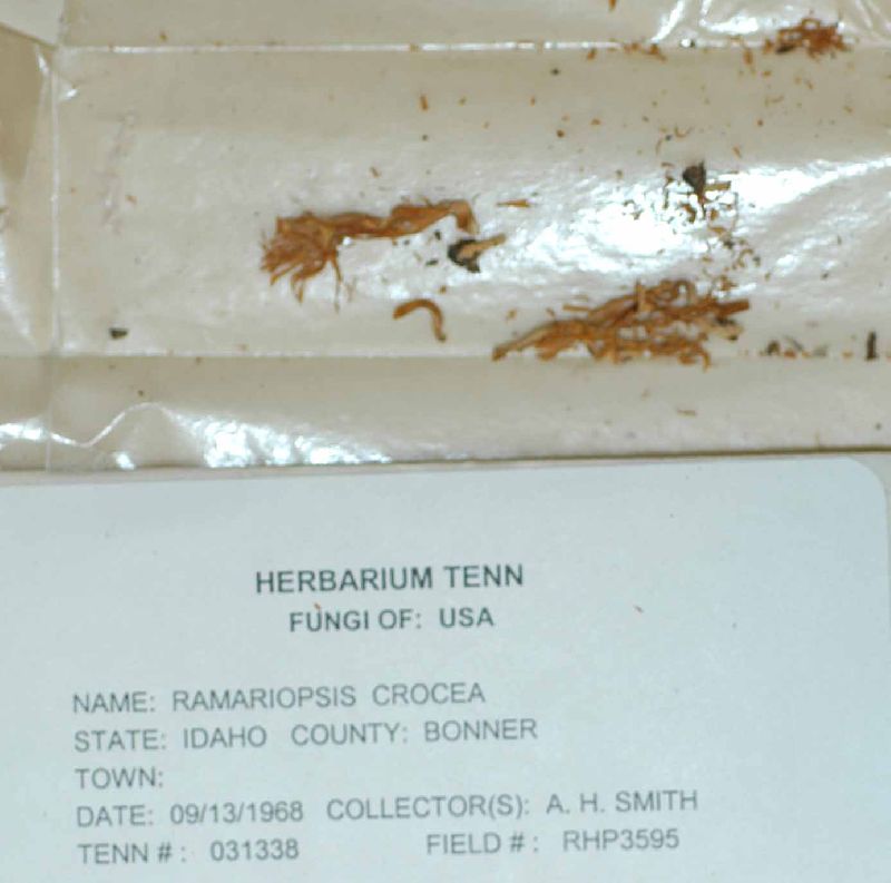 Ramariopsis crocea f. conspicua image