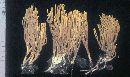 Ramaria flavobrunnescens image