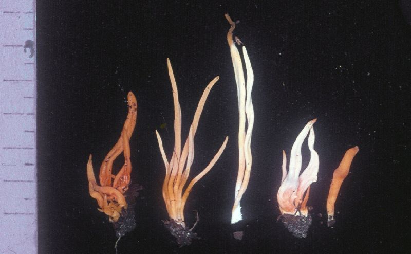 Clavulinopsis luteoalba image