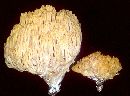 Ramaria botrytoides image