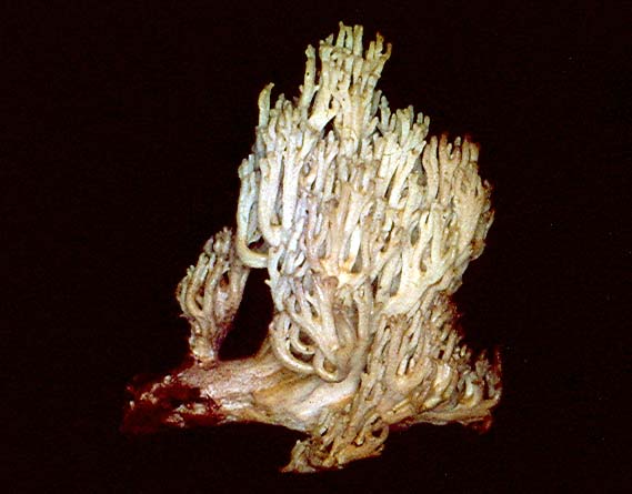 Ramaria daucipes image