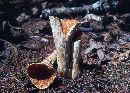 Clavaria incarnata image