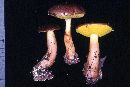 Ramaria rubella image