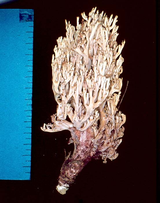 Ramaria daucipes image
