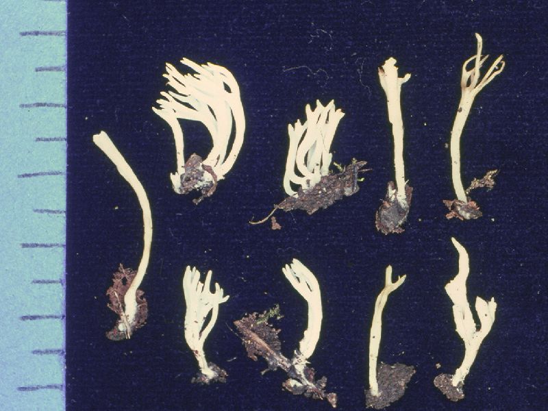 Ramariopsis biformis image