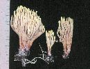 Ramaria stricta image