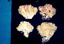 Ramaria gelatiniaurantia image