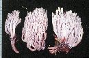 Artomyces piperatus image