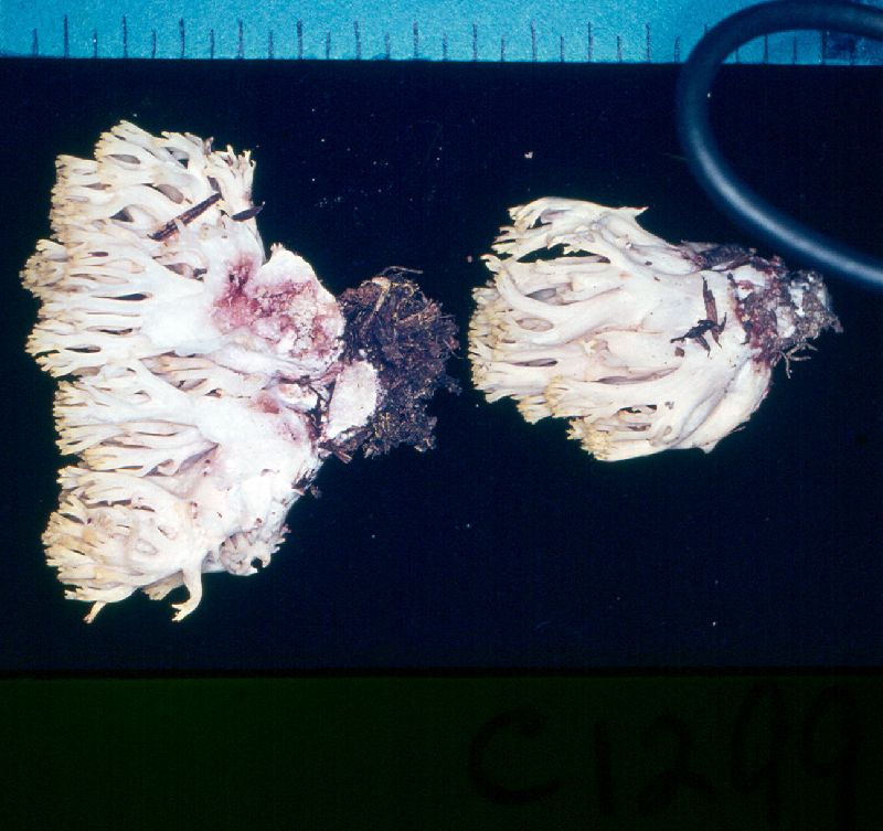 Ramaria sanguinea image