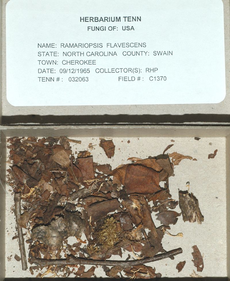 Ramariopsis flavescens image