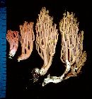 Ramaria rosella image